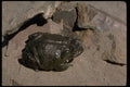 416071 Colorado River Toad Swallowing Young Mouse A4 Photo Print
