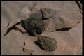 416072 Colorado River Toad On The Left And Great Plains Toad A4 Photo Print
