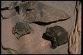 416073 Great Plains Toad On The Left And Colorado River Toad A4 Photo Print