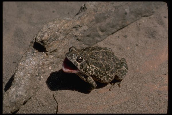 416074 Great Plains Toad Swallowing A Cricket A4 Photo Print