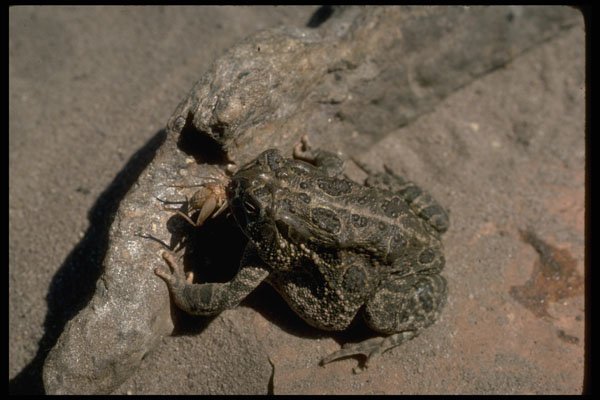 416075 Great Plains Toad Eating An Insect A4 Photo Print