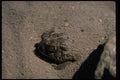 416076 Great Plains Toad Burrowing Into The Sand A4 Photo Print