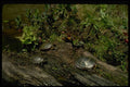 416077 Eastern Painted Turtles, Basking A4 Photo Print