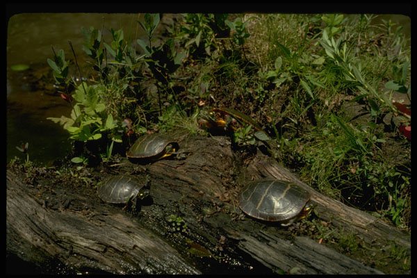 416077 Eastern Painted Turtles, Basking A4 Photo Print