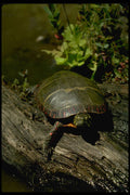 416078 Eastern Painted Turtle A4 Photo Print