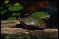 416079 Eastern Painted Turtle A4 Photo Print