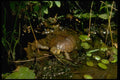 416080 Mud Turtle A4 Photo Print