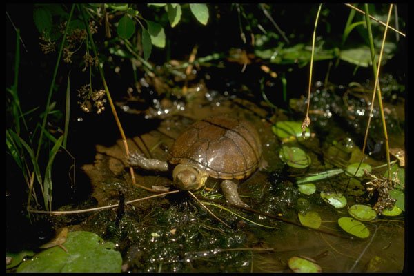 416080 Mud Turtle A4 Photo Print