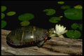 416081 Eastern Painted Turtle A4 Photo Print