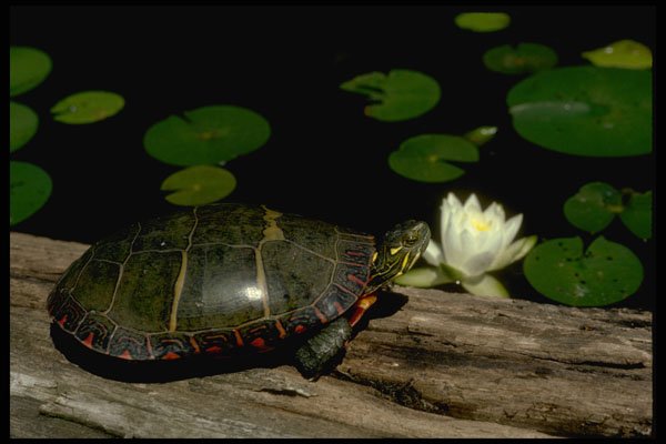 416081 Eastern Painted Turtle A4 Photo Print