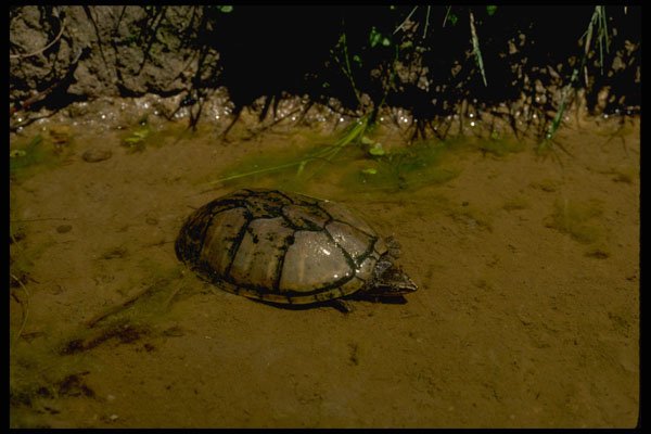 416082 Stinkpot (musk Turtle) A4 Photo Print