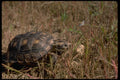 416083 Texas Tortoise A4 Photo Print