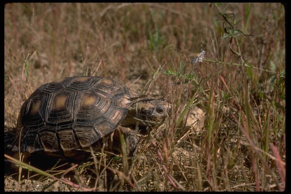 416083 Texas Tortoise A4 Photo Print