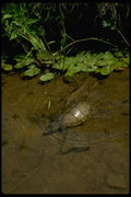 416084 Stinkpot (musk Turtle) A4 Photo Print