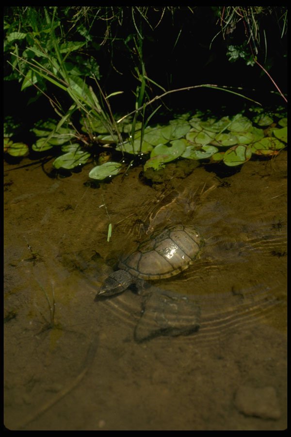 416084 Stinkpot (musk Turtle) A4 Photo Print