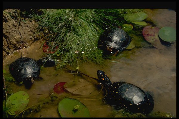 416085 Spotted Turtles A4 Photo Print