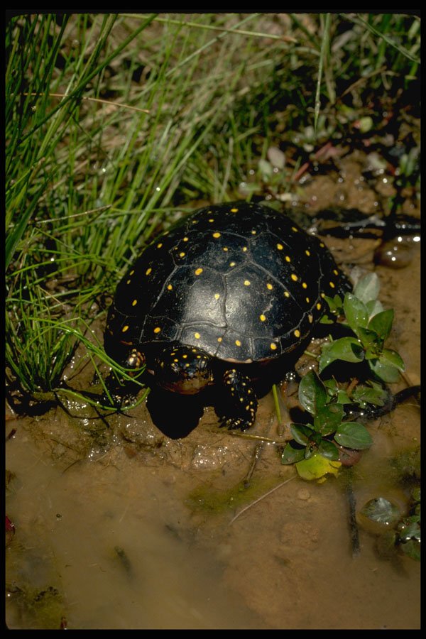 416086 Spotted Turtle A4 Photo Print