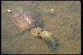 416087 Common Snapping Turtle Eating Sunfish A4 Photo Print