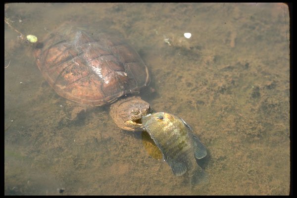 416087 Common Snapping Turtle Eating Sunfish A4 Photo Print