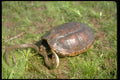 416088 Common Snapping Turtle Killing Brown Water Snake A4 Photo Print
