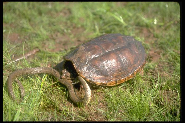 416088 Common Snapping Turtle Killing Brown Water Snake A4 Photo Print