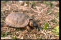 416089 Wood Turtle Eating Earthworm A4 Photo Print