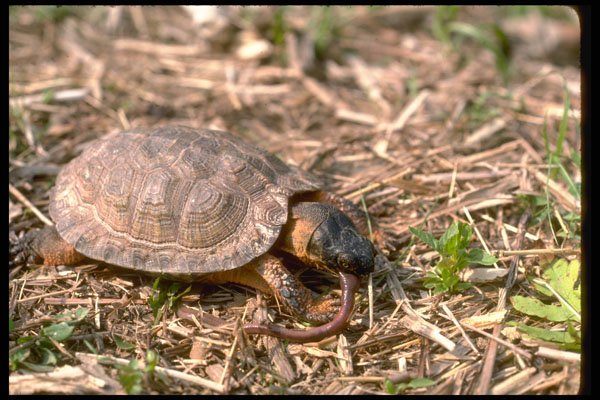 416089 Wood Turtle Eating Earthworm A4 Photo Print