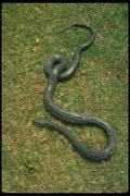 416090 Black Rat Snake A4 Photo Print