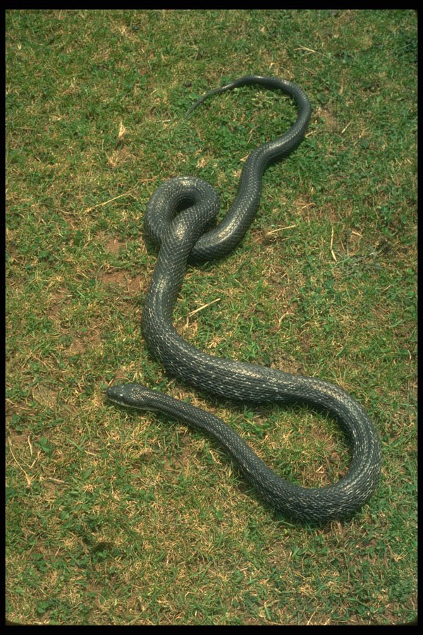 416090 Black Rat Snake A4 Photo Print