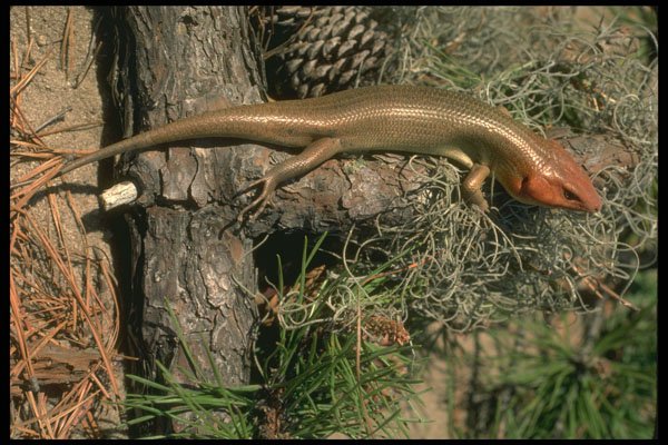 416091 Broad headed Skink A4 Photo Print