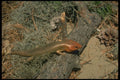 416092 Broad headed Skink A4 Photo Print