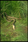 416093 Garter Snake Eating Fish A4 Photo Print