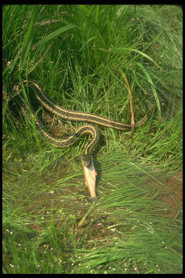 416093 Garter Snake Eating Fish A4 Photo Print