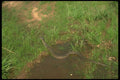 416094 Brown Water Snake A4 Photo Print