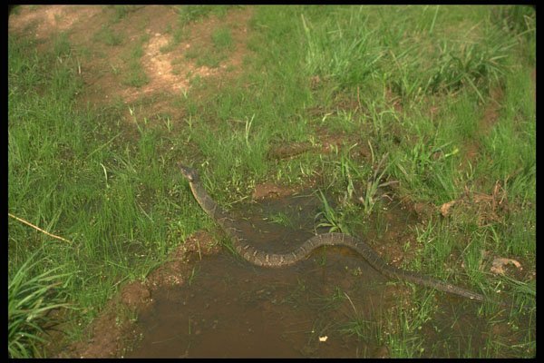 416094 Brown Water Snake A4 Photo Print