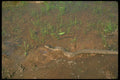 416095 Brown Water Snake A4 Photo Print