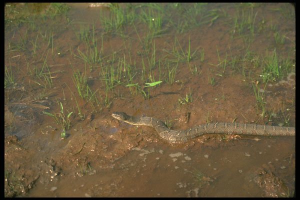 416095 Brown Water Snake A4 Photo Print