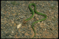 416096 Smooth Green Snake Eating Cricket A4 Photo Print