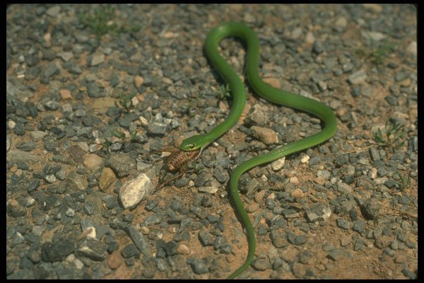 416096 Smooth Green Snake Eating Cricket A4 Photo Print