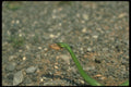 416097 Smooth Green Snake Eating Cricket A4 Photo Print