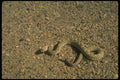 416098 Black tailed Rattlesnake A4 Photo Print