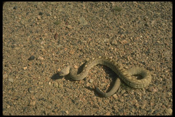 416098 Black tailed Rattlesnake A4 Photo Print