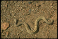 416099 Black tailed Rattlesnake A4 Photo Print