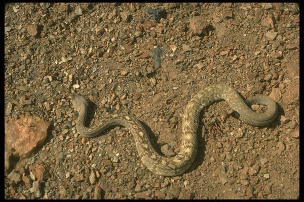416099 Black tailed Rattlesnake A4 Photo Print