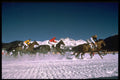 418033 Snowbound Horses A4 Photo Print