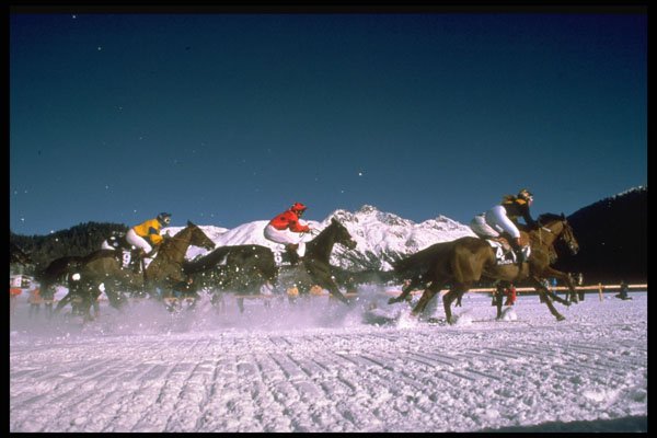 418033 Snowbound Horses A4 Photo Print