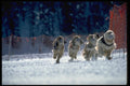 418043 Dog Racing On Snow A4 Photo Print