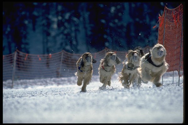 418043 Dog Racing On Snow A4 Photo Print
