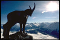 418047 Silhouette And Sun A4 Photo Print
