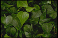 421003 Ivy Leaves A4 Photo Print